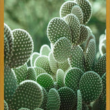 Cuadro The Cacti Cactus