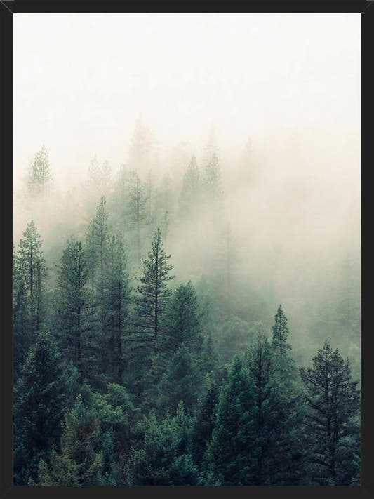 Cuadro The Fog And The Forest II