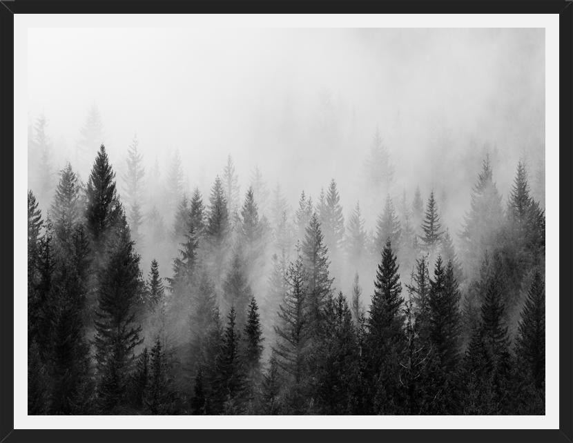Cuadro The Forest And The Fog