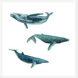 Cuadro Ballena Jorobada, Ballena Azul y Ballena Minke - fondo blanco
