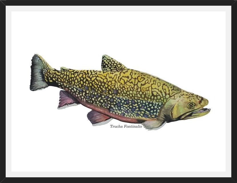 Cuadro Trucha Fontinalis