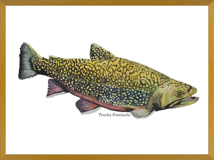Cuadro Trucha Fontinalis