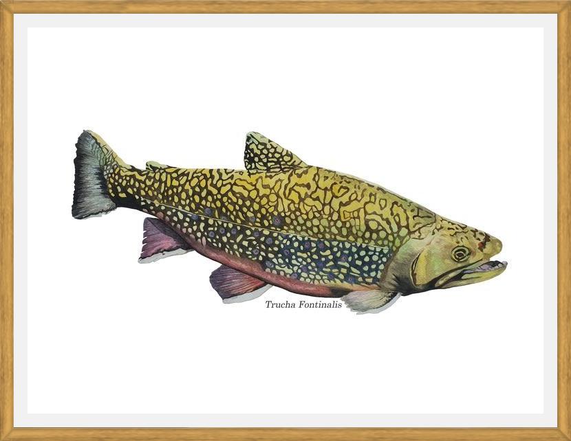 Cuadro Trucha Fontinalis