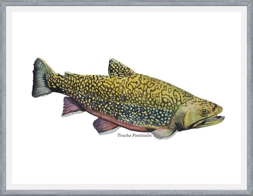 Cuadro Trucha Fontinalis