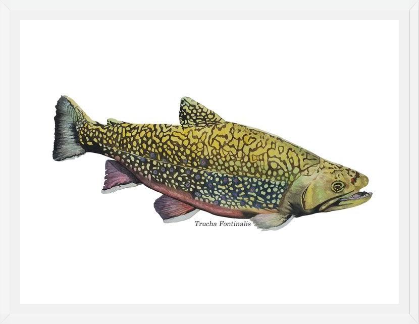 Cuadro Trucha Fontinalis