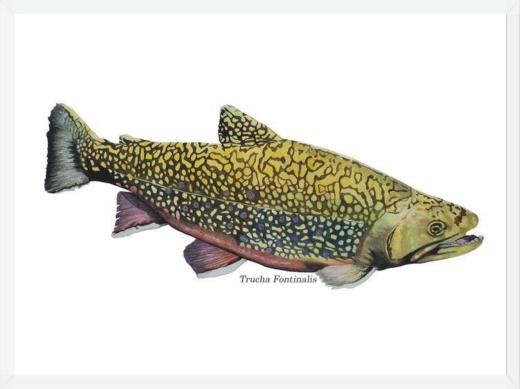 Cuadro Trucha Fontinalis