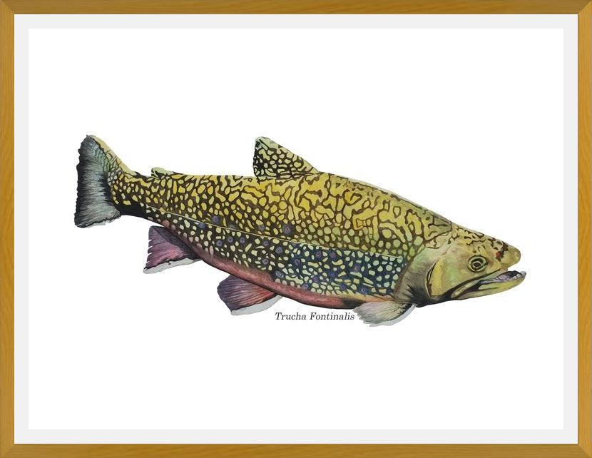 Cuadro Trucha Fontinalis