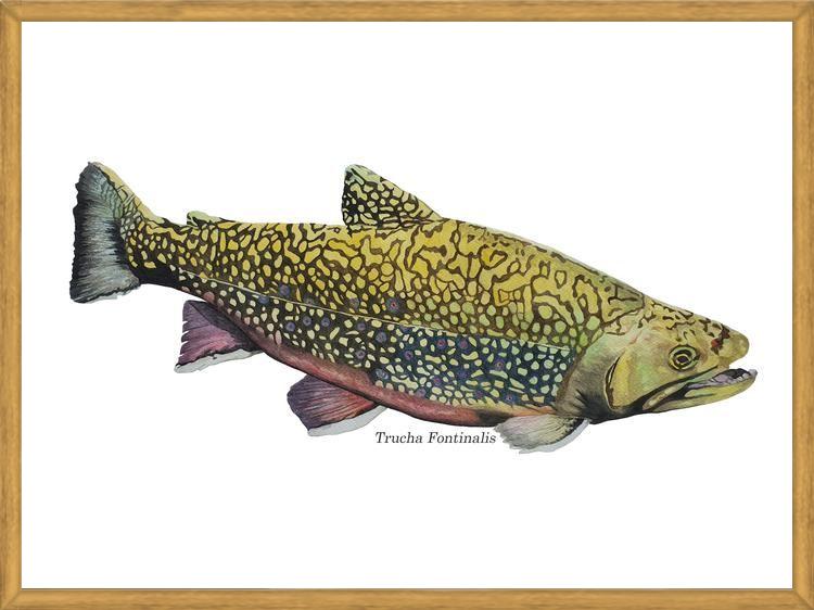 Cuadro Trucha Fontinalis
