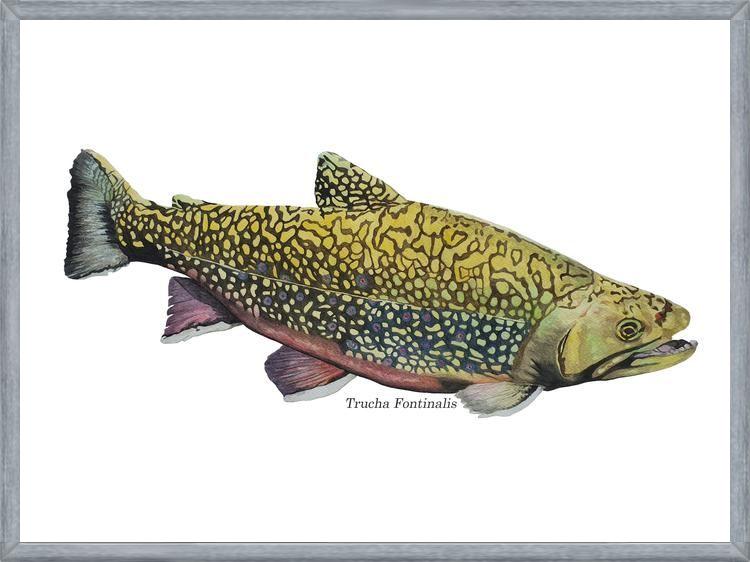 Cuadro Trucha Fontinalis
