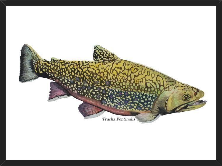 Cuadro Trucha Fontinalis