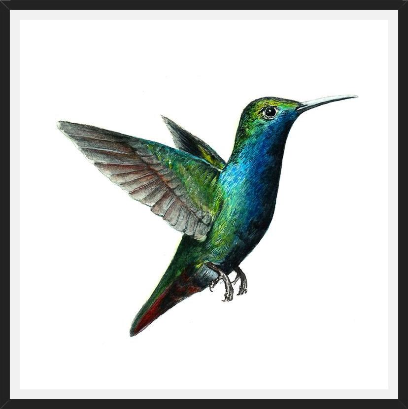 Cuadro Picaflor