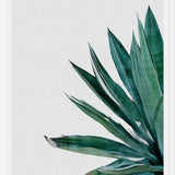Cuadro Agave Cactus