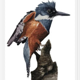 Cuadro Martín pescador