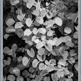 Cuadro Hoja - Black & White