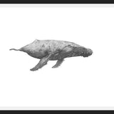 Cuadro Ballena Jorobada Chilena 2