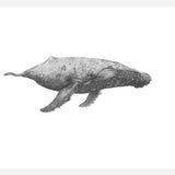 Cuadro Ballena Jorobada Chilena 2