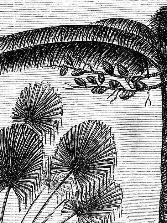 Papel Mural Amazonia