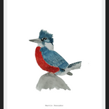 Cuadro Martín Pescador Macho