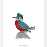 Cuadro Martín Pescador Macho