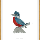 Cuadro Martín Pescador Macho