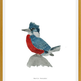 Cuadro Martín Pescador Macho