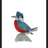 Cuadro Martín Pescador Macho