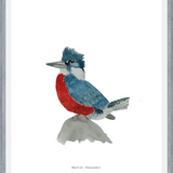 Cuadro Martín Pescador Macho