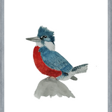 Cuadro Martín Pescador Macho