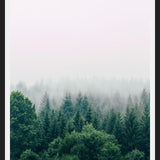 Cuadro The Fog And The Forest I
