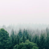 Canvas The Fog And The Forest I