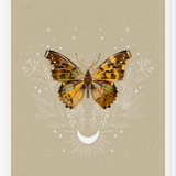 Cuadro Mariposa Mistica