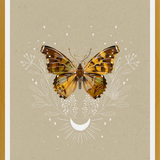 Cuadro Mariposa Mistica