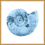 Cuadro Concha azul 3