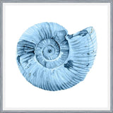 Cuadro Concha azul 3