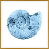 Cuadro Concha azul 3