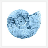 Cuadro Concha azul 3