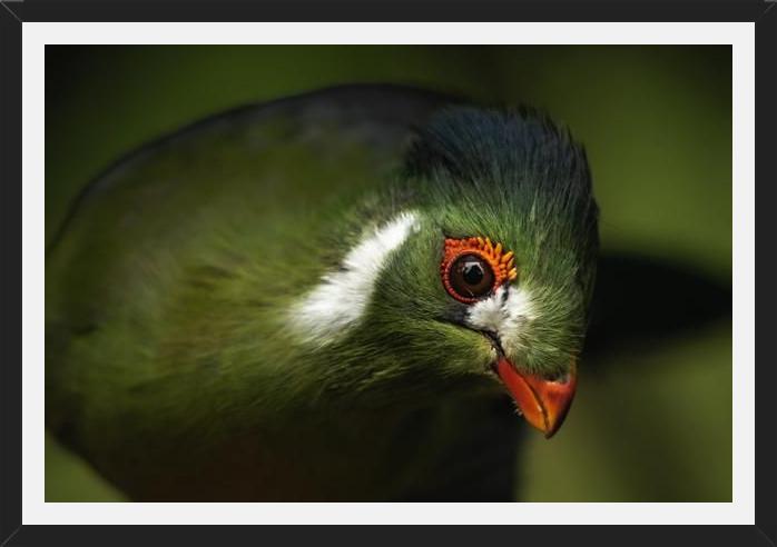 Cuadro aves del aviario tricao