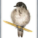 Cuadro Golondrina bebé