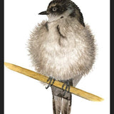 Cuadro Golondrina bebé