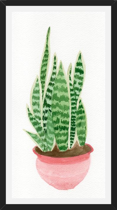 Cuadro Sansevieria