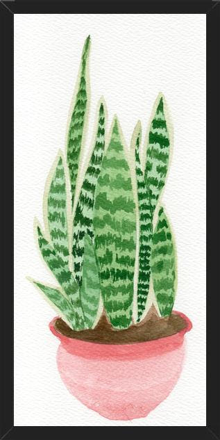 Cuadro Sansevieria