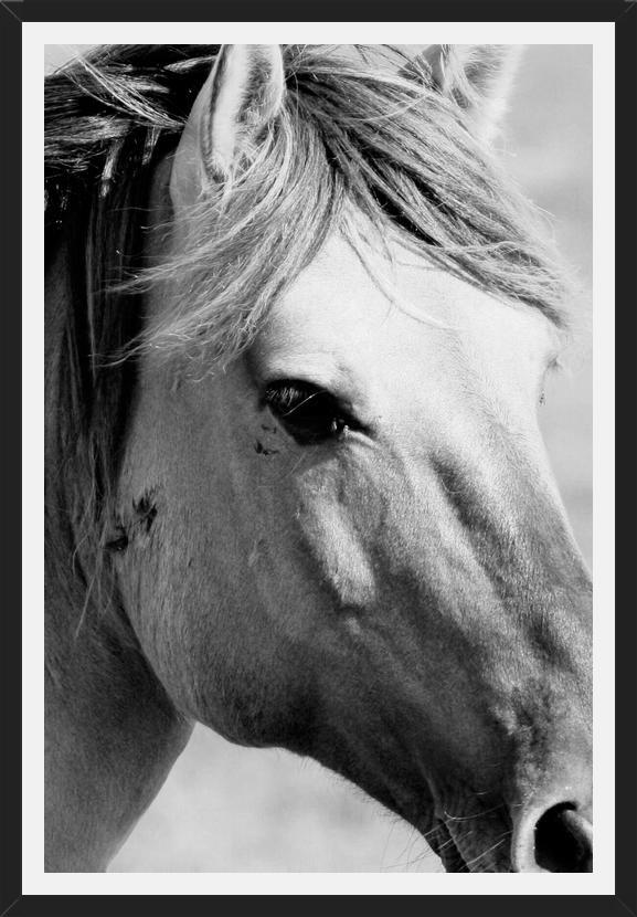 Cuadro horse