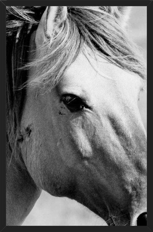Cuadro horse