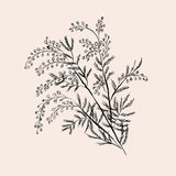 Canvas Acacia Branch Drawing