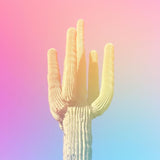 Canvas Colorful Cactus