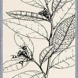 Cuadro MINIMAL LEAVES - 01 NUDE
