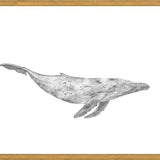 Cuadro Ballena Jorobada Chilena 1