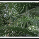 Cuadro Nature Mood IV