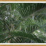 Cuadro Nature Mood IV
