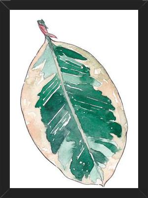 Cuadro Ficus Elastica